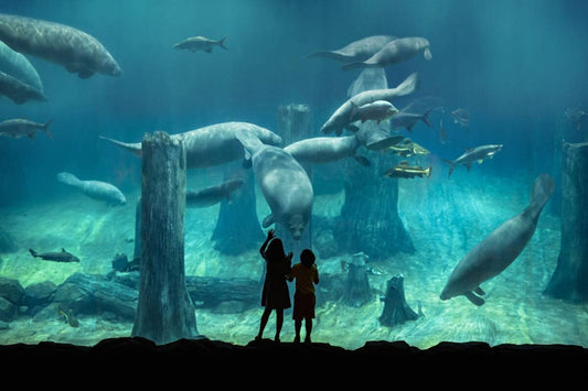 RIVER WONDERS (River Boat not Included)