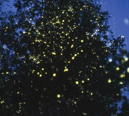 Abatan Firefly Watching Joiner