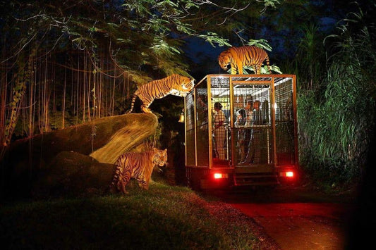 Night Safari (Non-Guided Tour)