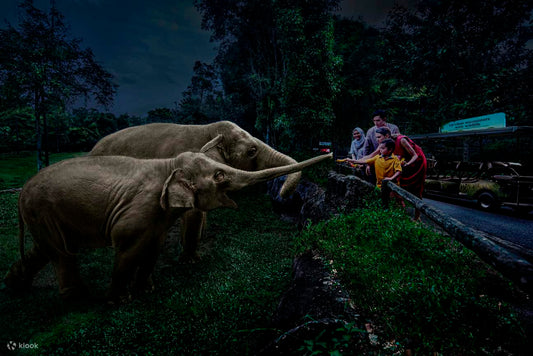 River Wonders + Night Safari Combo Tour (Non-Guided Tour)