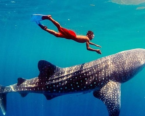 Puerto Princesa Whale Shark Watching Private Tour