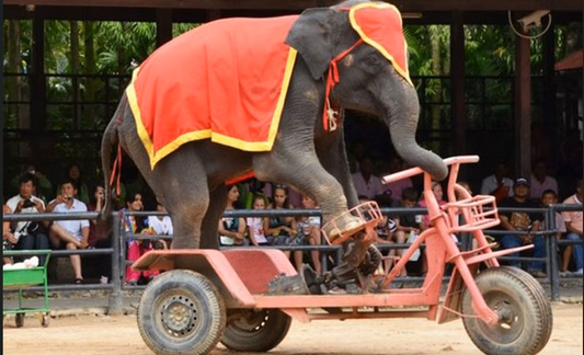 Bangkok Risky Train Market, Damnoen Saduak Floating Market & Crocodile Farm
