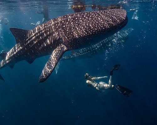 Puerto Princesa Whale Shark Watching Private Tour