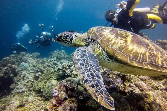 Cebu Moalboal Joiner Tour