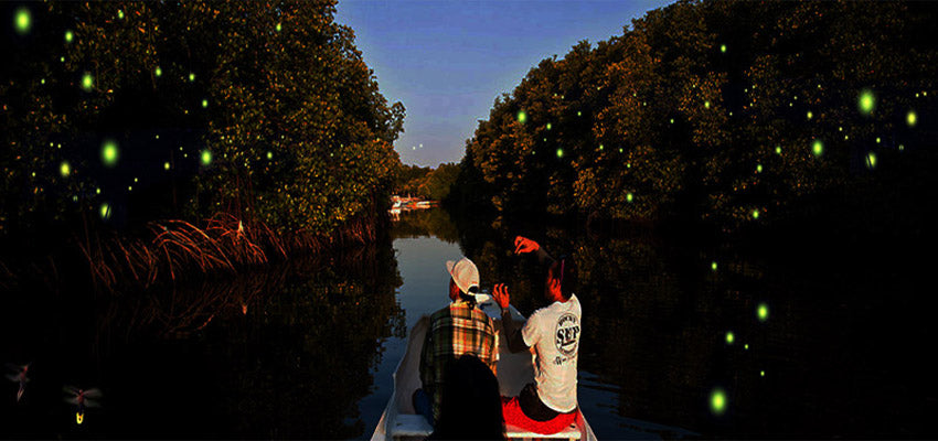 Puerto Princesa Firefly Watching Private Tour