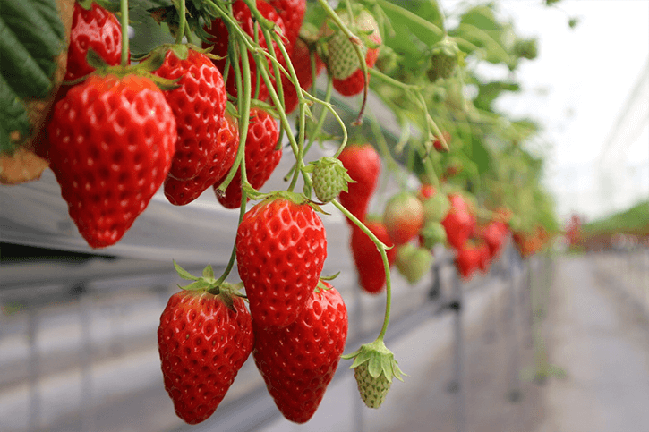 Mt. Fuji Scenic Views, Seasonal Fruit Picking & Ropeway Experience