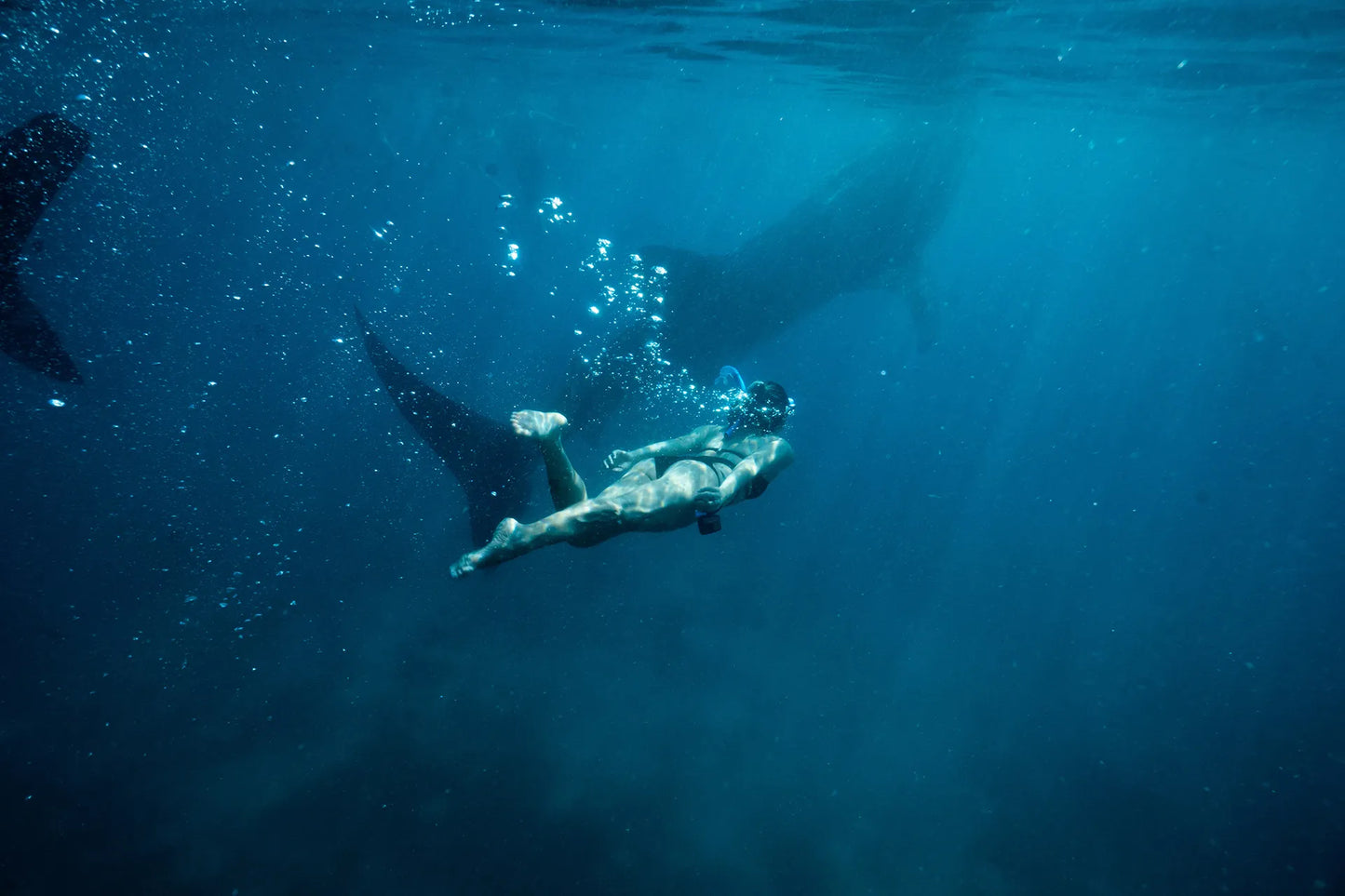 Bohol’s Whale Shark Watching (Private)