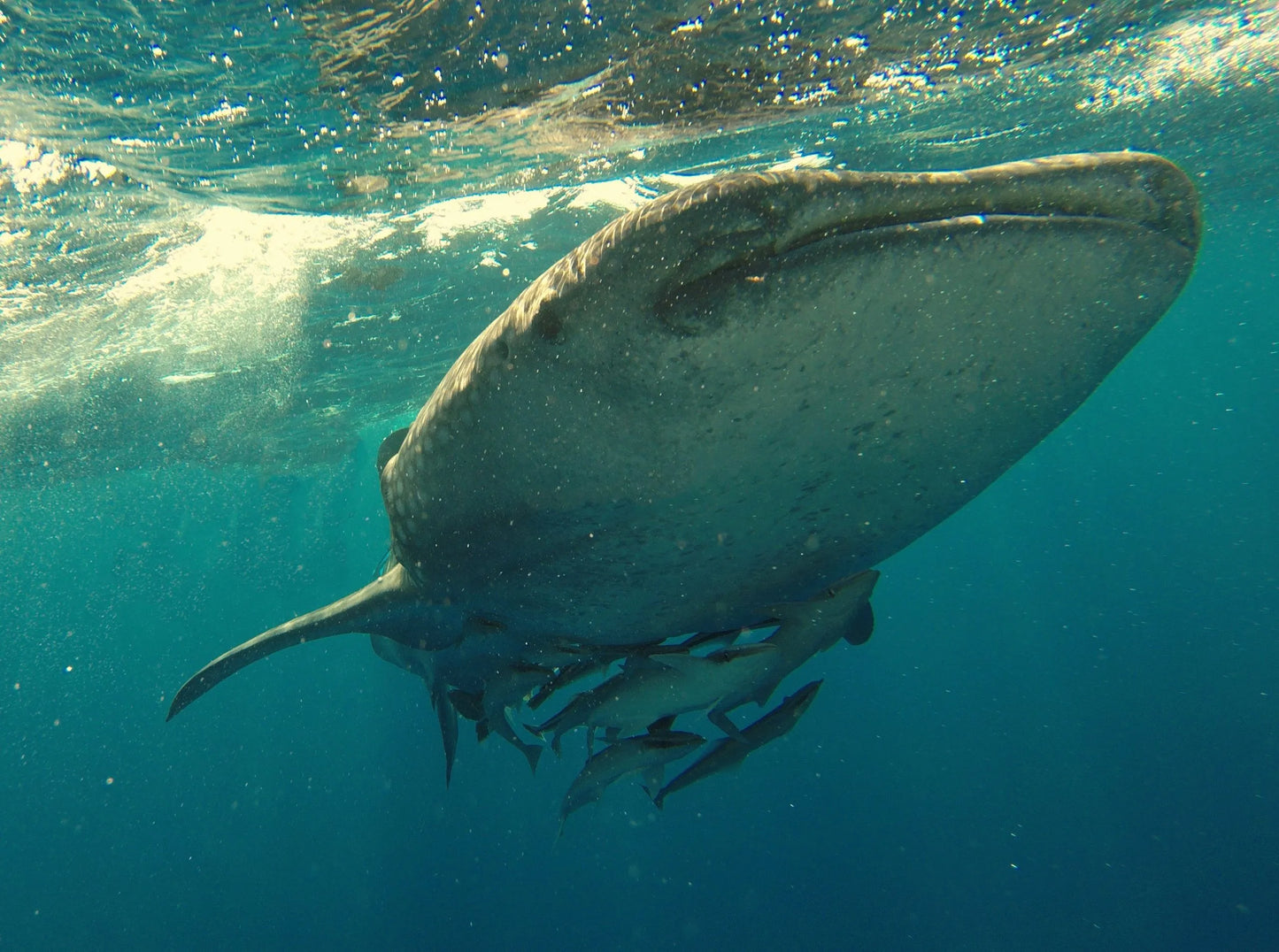 Bohol’s Whale Shark Watching (Private)